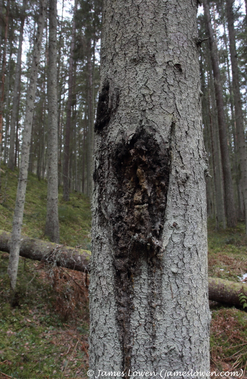 Elk damage