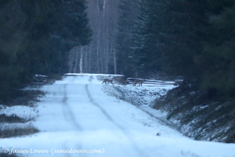 Estonia wildlife