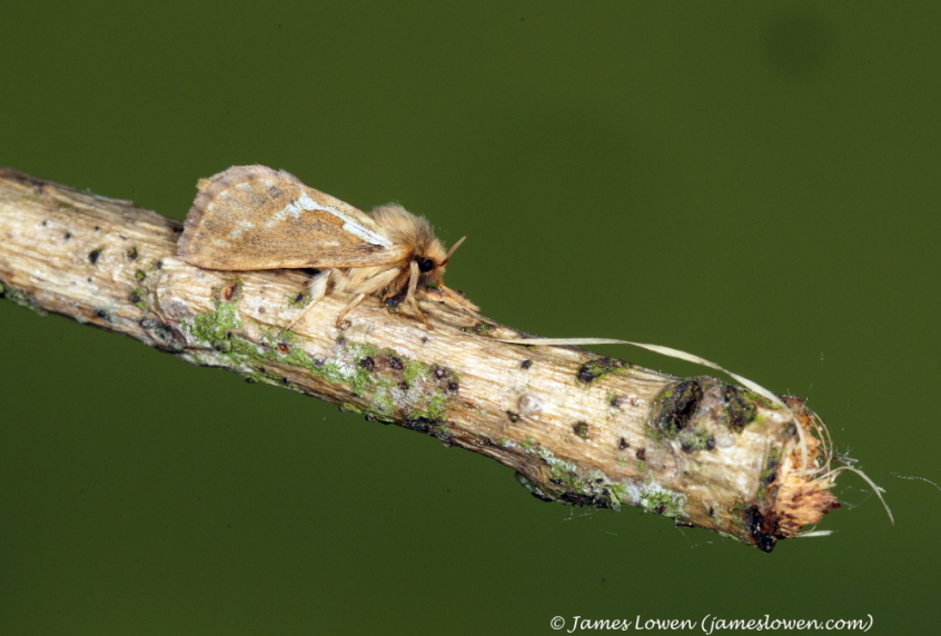 Common Swift 