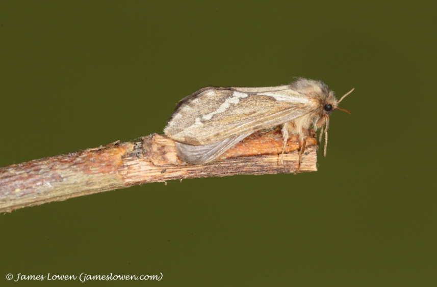 Common Swift 