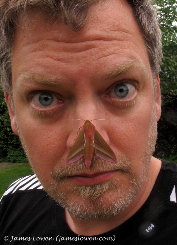 Elephant Hawk-moth 