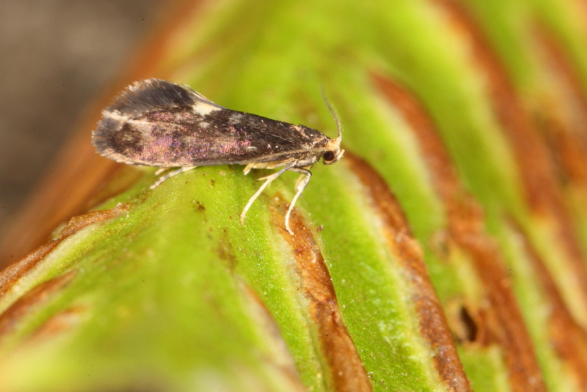 Psychoides filicivora