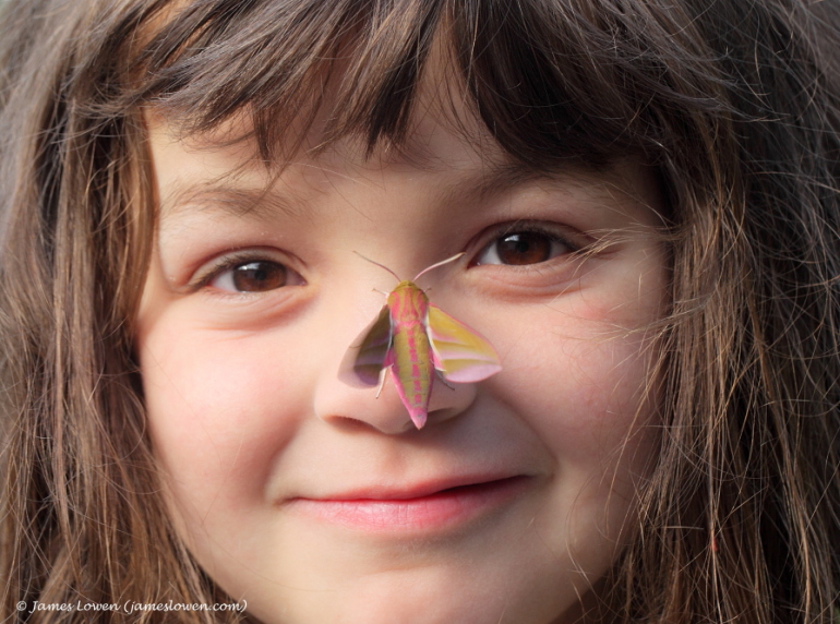 Small Elephant Hawk-moth
