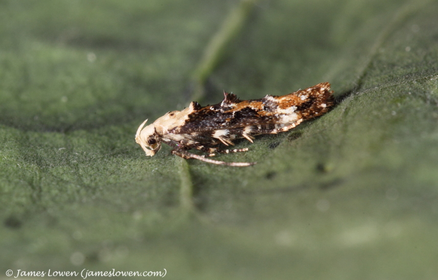 Mompha propinquella 