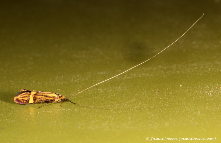 Nemophora degeerella 