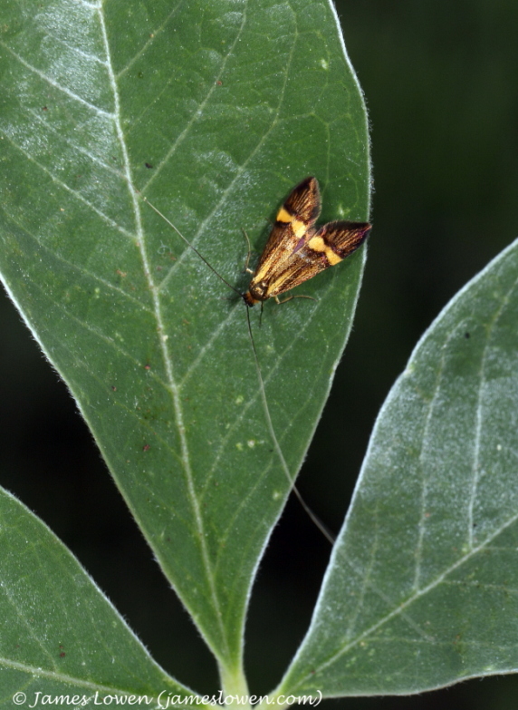 Nemophora degeerella 
