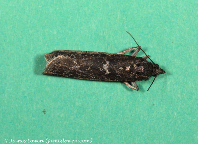 Matilella fusca