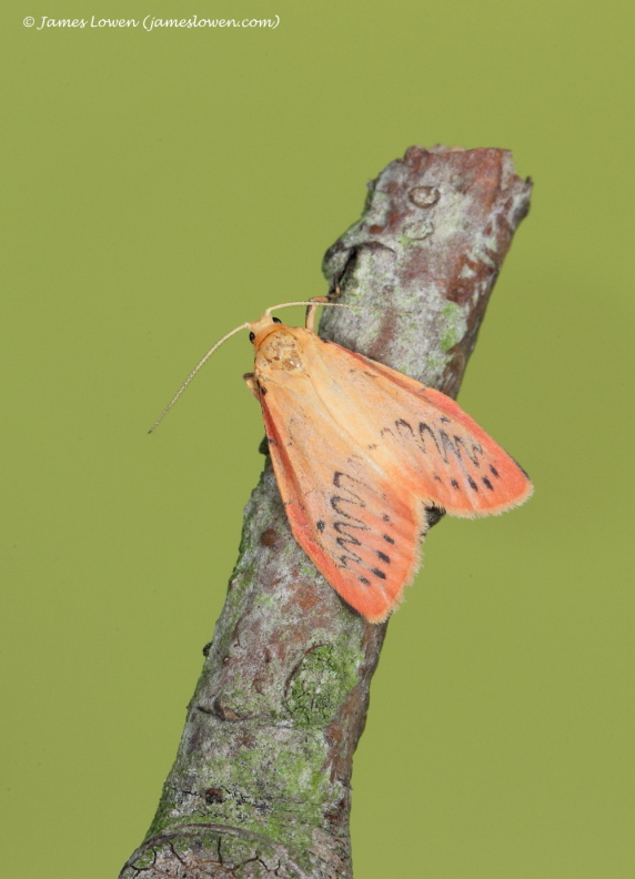 Rosy Footman 