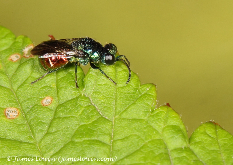 Ruby-tailed Wasp_New Cossy_27-07-16_LOW3716 copy.JPG