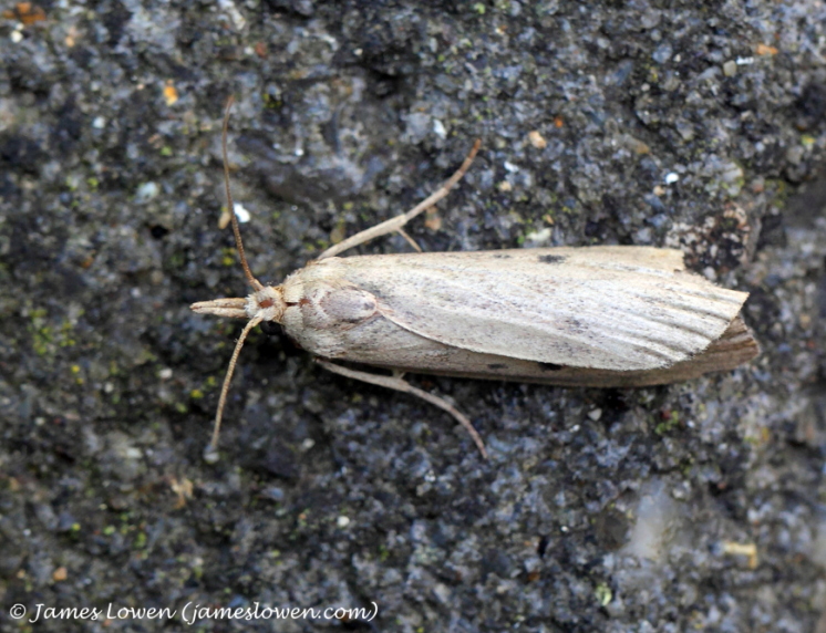 Schoenobius gigantella 