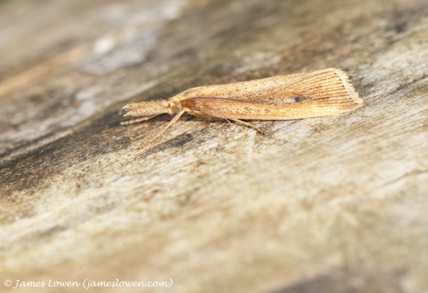 Schoenobius gigantella