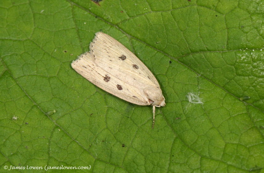 Silky Wainscot 