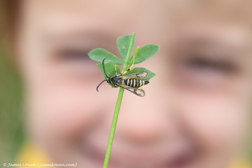 Six-belted Clearwing 