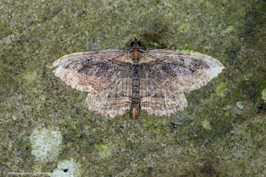 Dark Umber  