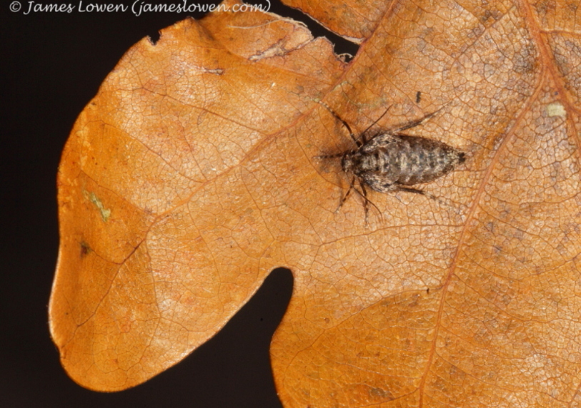 Winter Moth 