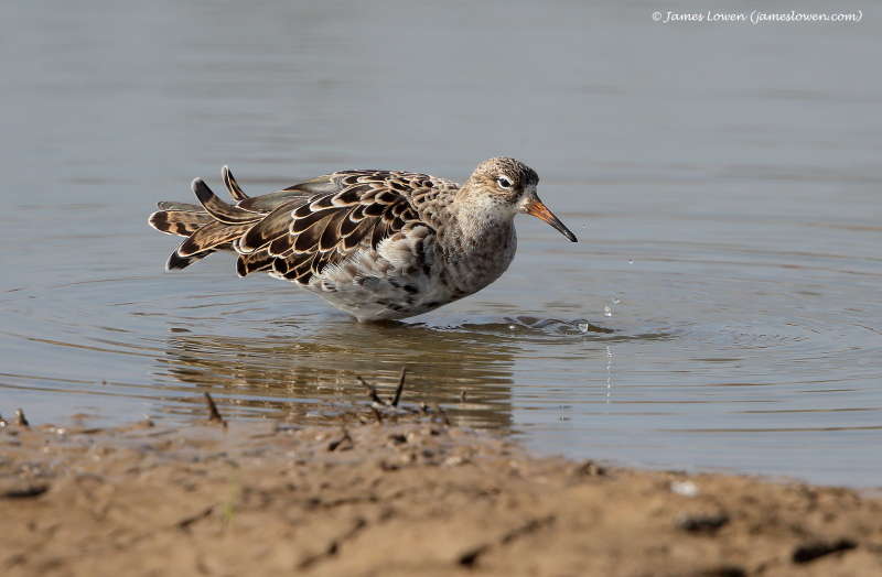 Waders