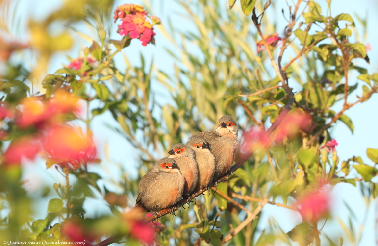 Common Waxbill