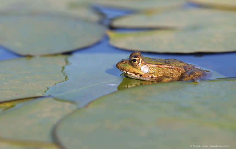 Iberian Water Frog