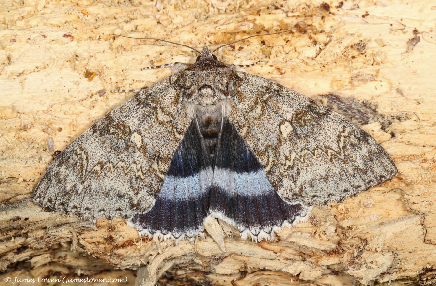 Clifdon Nonpareil
