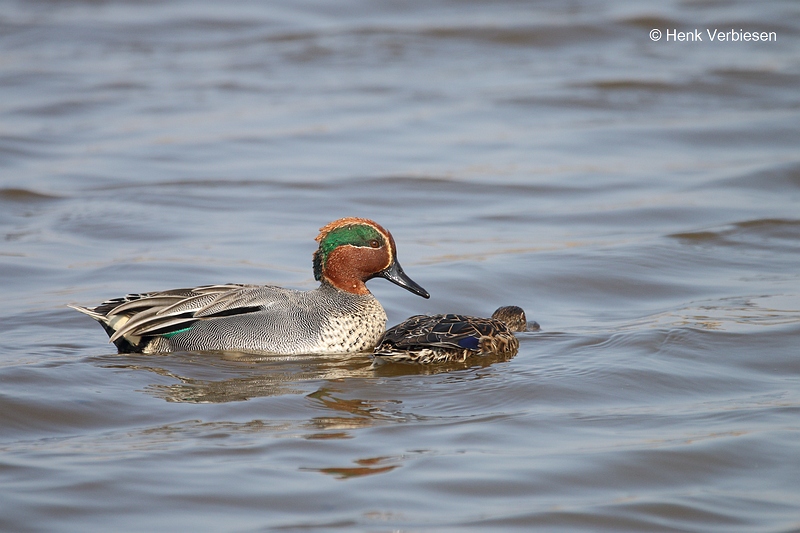 Anas crecca - Wintertaling 1.JPG