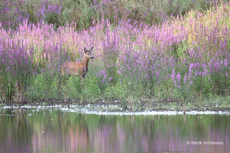 Capreolus capreolus - Ree 3.JPG