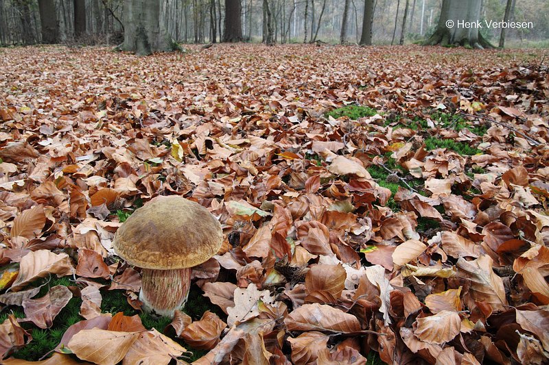 Boletus luridus - Netstelige Heksenboleet 1.JPG