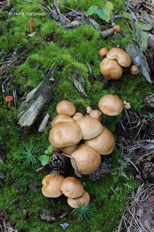 Suillus bovinus - Koeienboleet.JPG