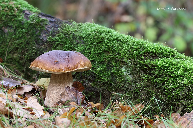 Boletus edulis - Gewoon Eekhoorntjesbrood 1.JPG
