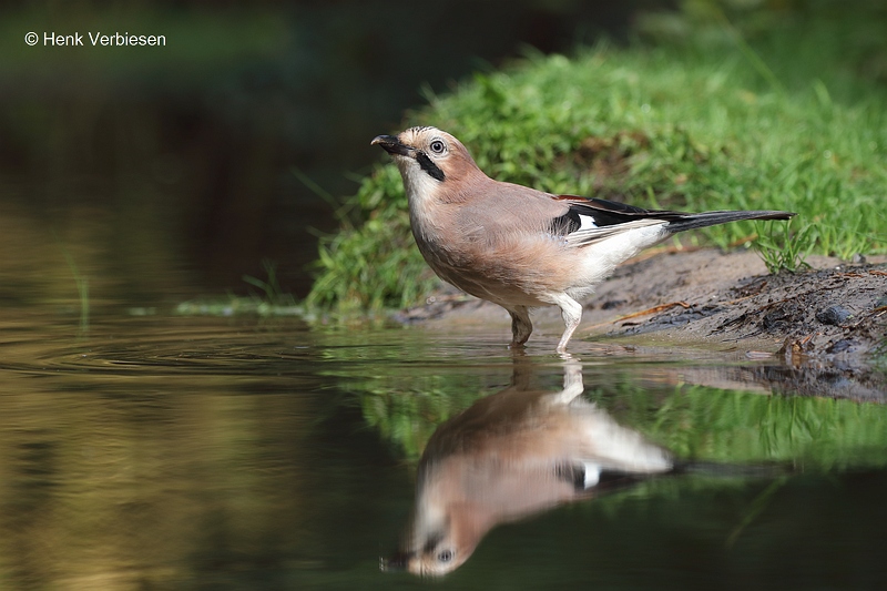 Garrulus glandarius - Gaai 1.JPG