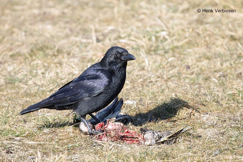 Corvus corone - Zwarte Kraai.JPG