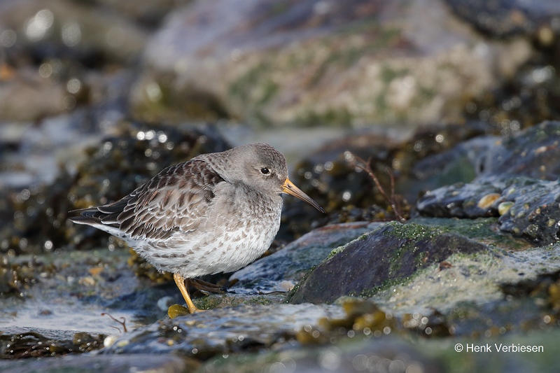 Calidris maritima - Paarse Strandloper 7.JPG