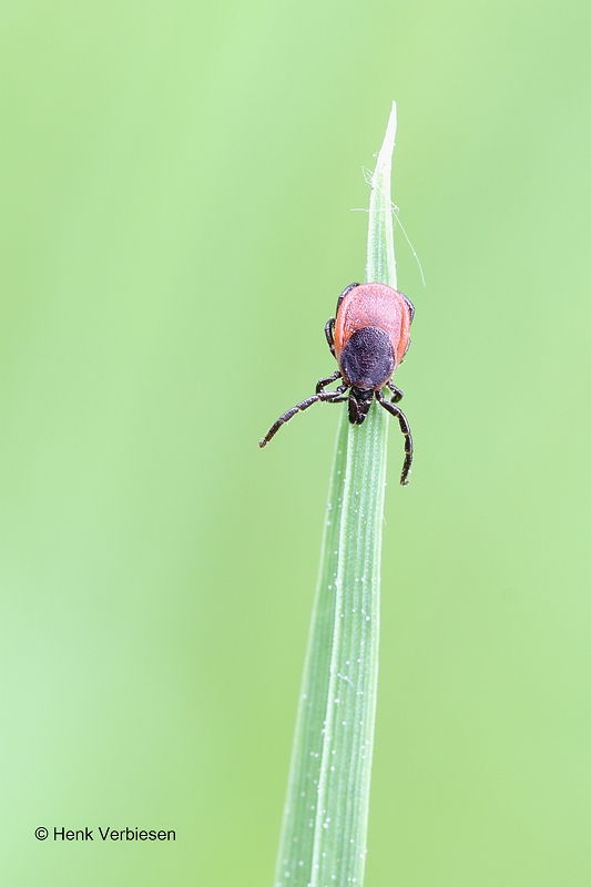 Ixodes ricinus - Schapenteek 2.JPG