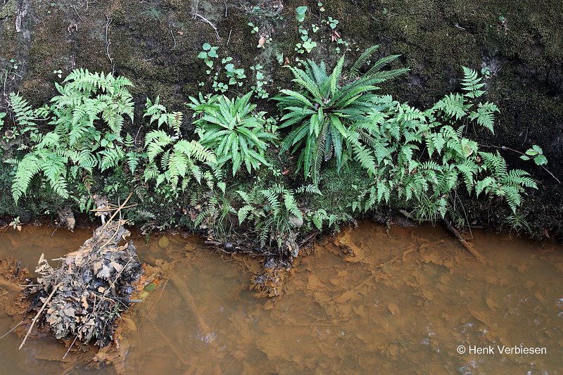 Struthiopteris spicant - Dubbelloof 1.JPG