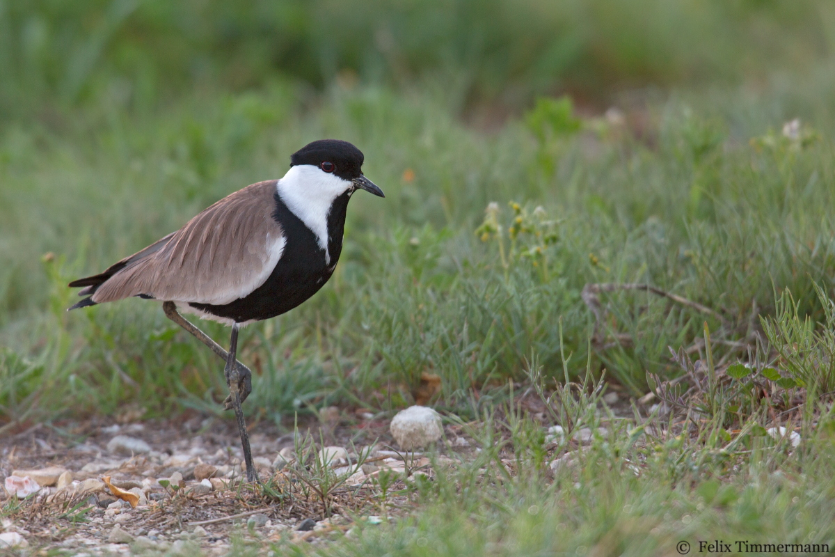 Spur-winged Plover