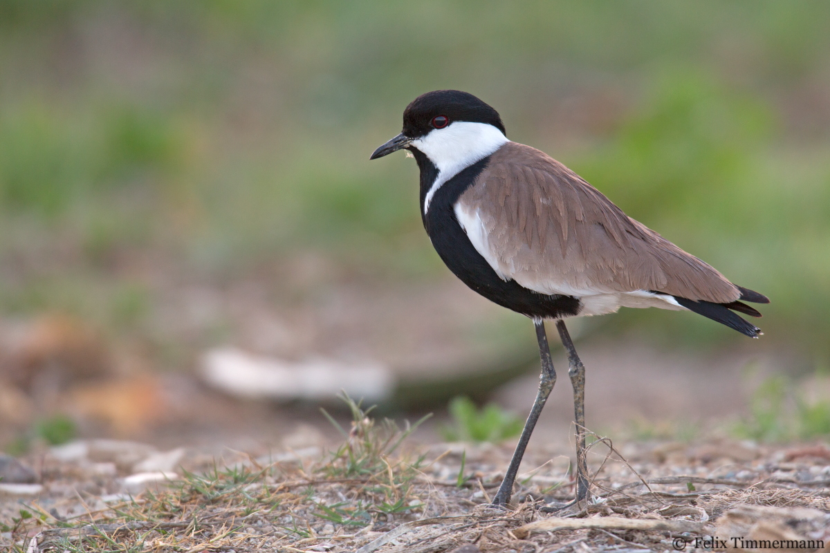 Spur-winged Plover