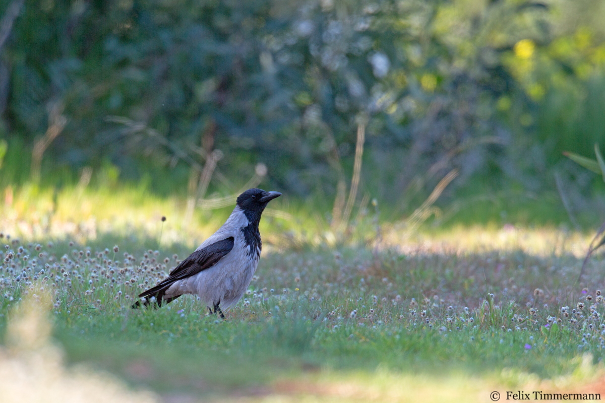 Hooded Crow