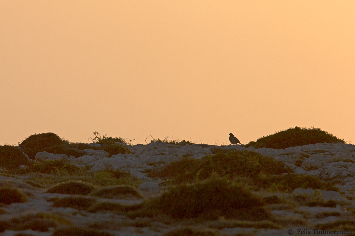 Chukar Patridge