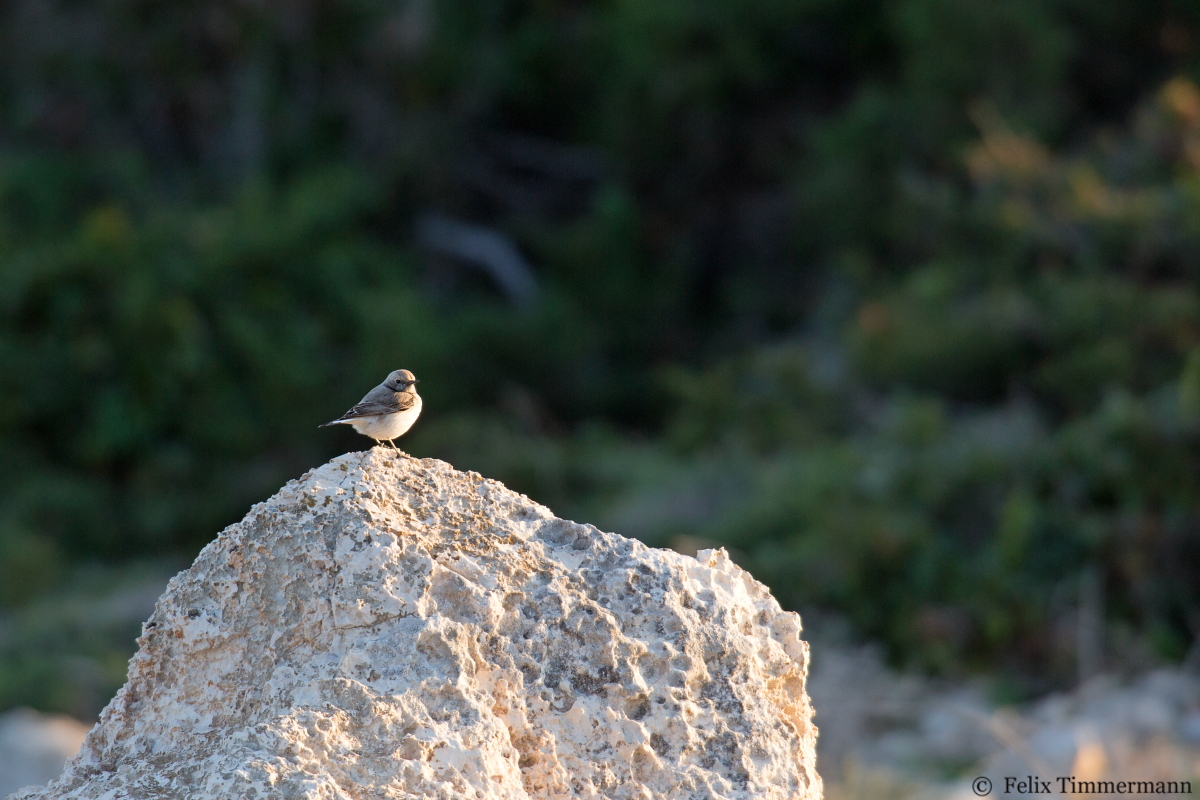 Finschs Wheatear