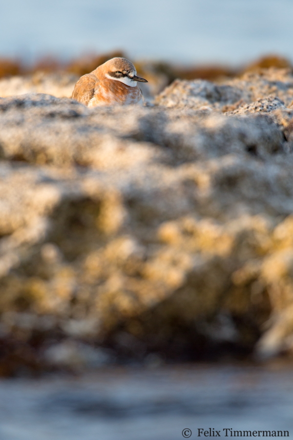 Greater Sand Plover