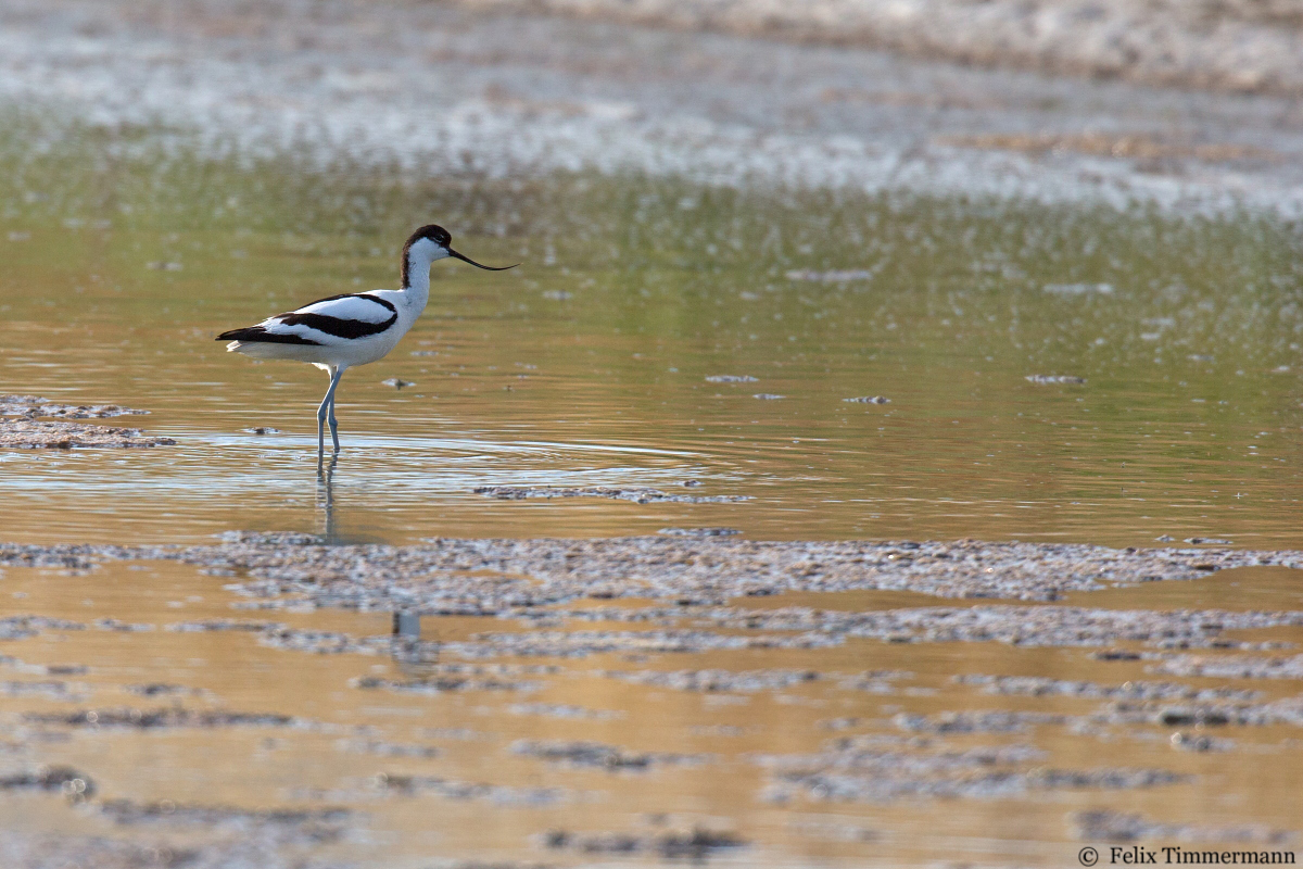 Pied Avocet