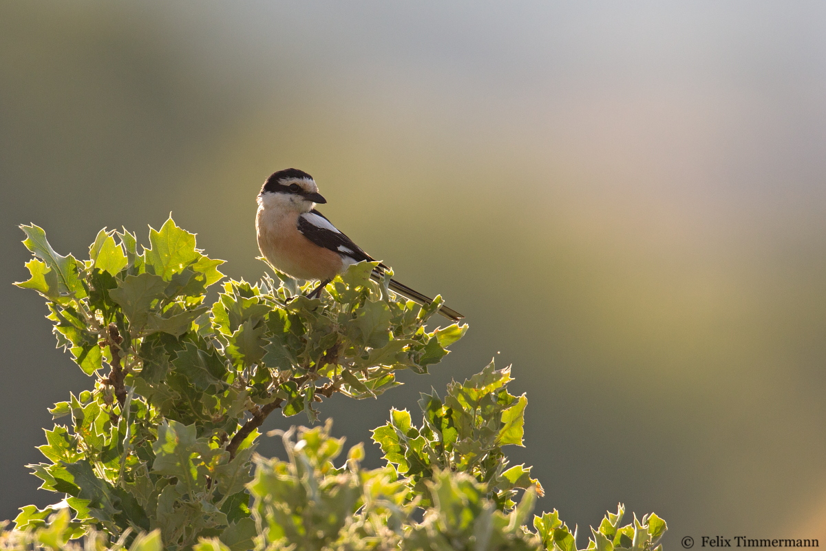 Masked Shrike