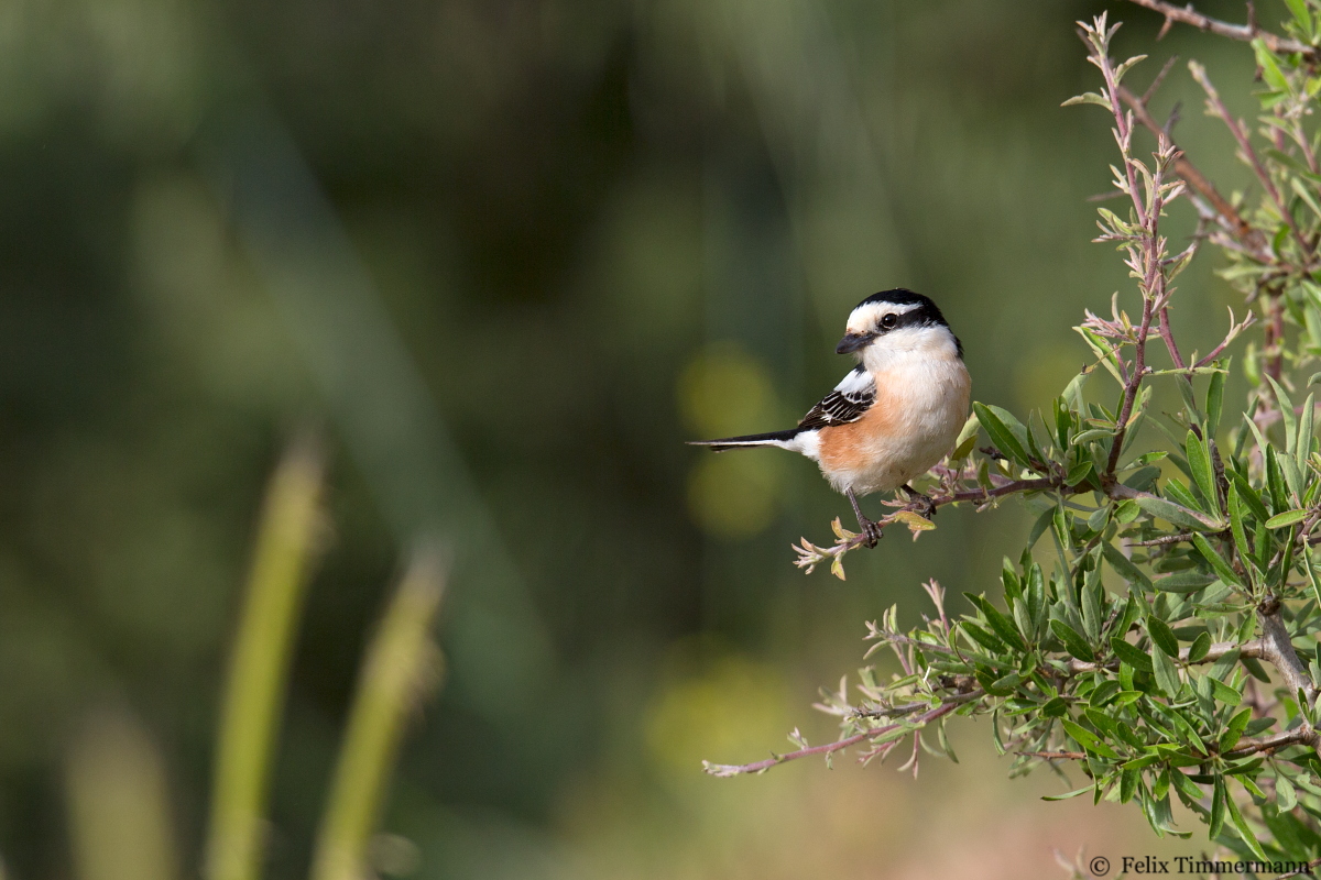 Masked Shrike