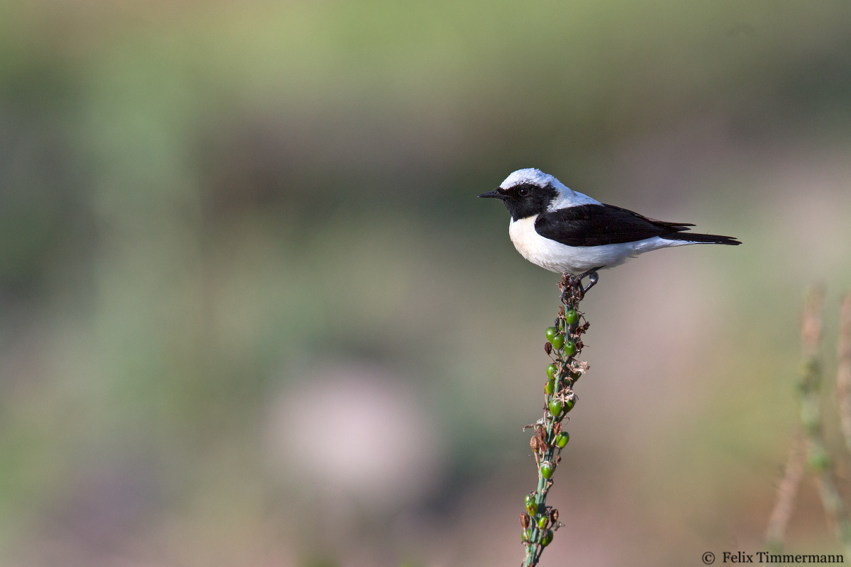 Eastern Black-eared Wheatear