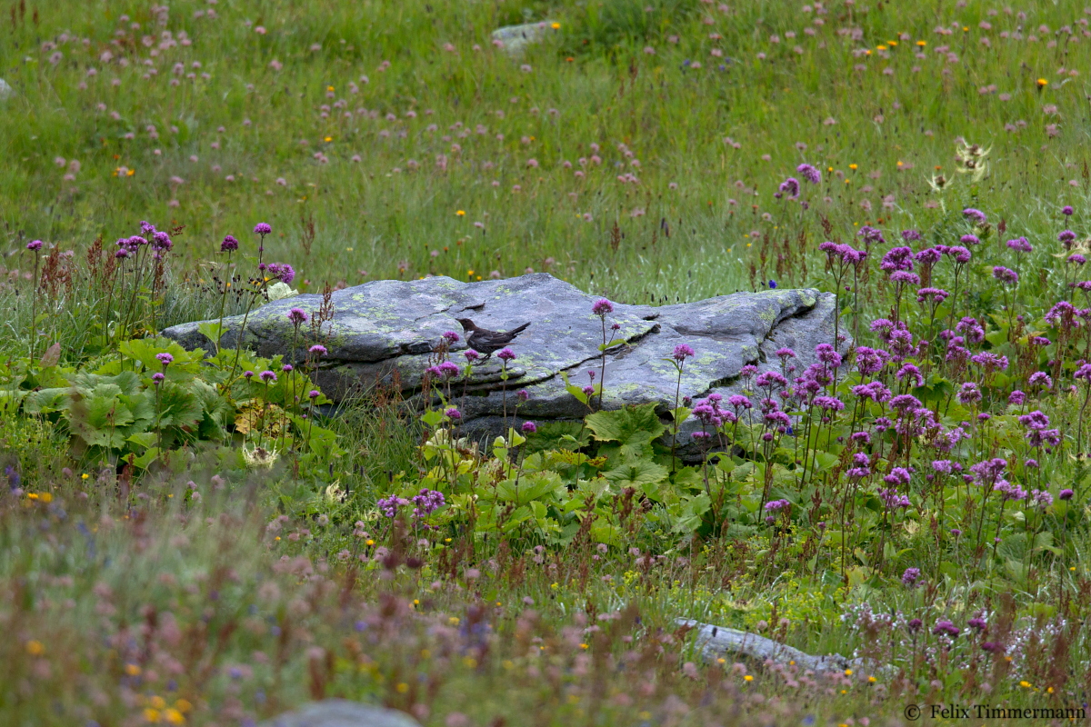 Ring Ouzel ssp. alpestris