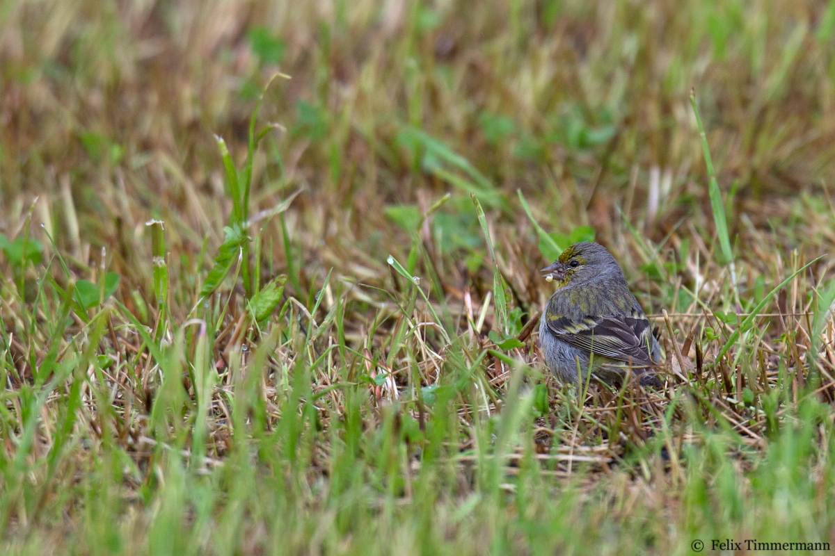 Citril Finch