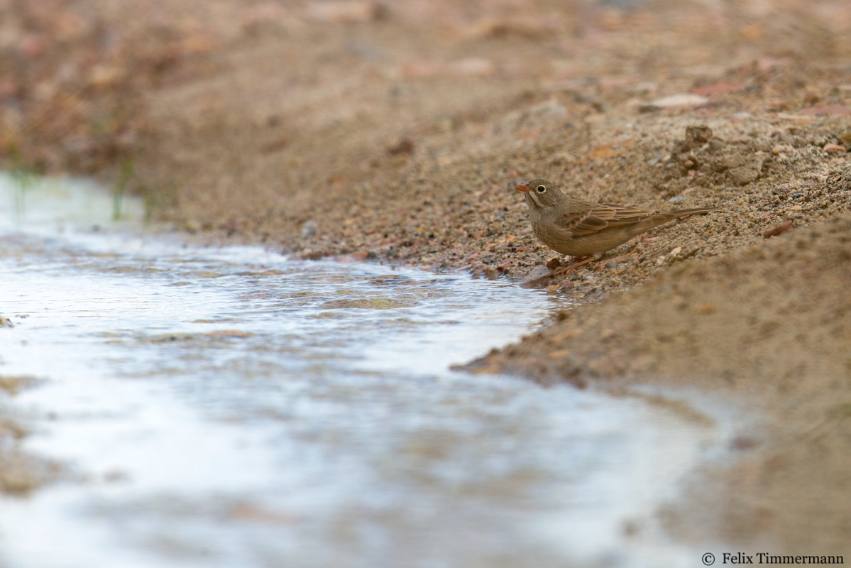 Grey-necked Bunting