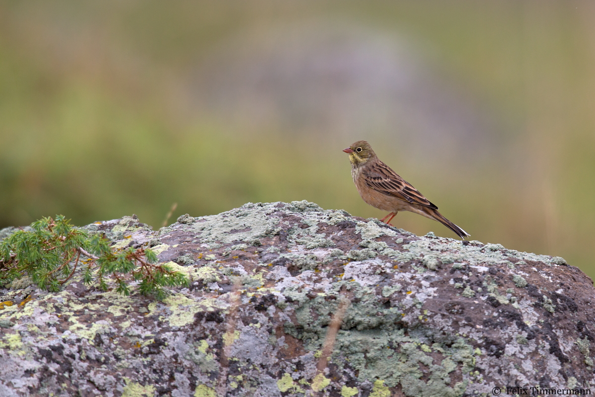 Ortolan Bunting