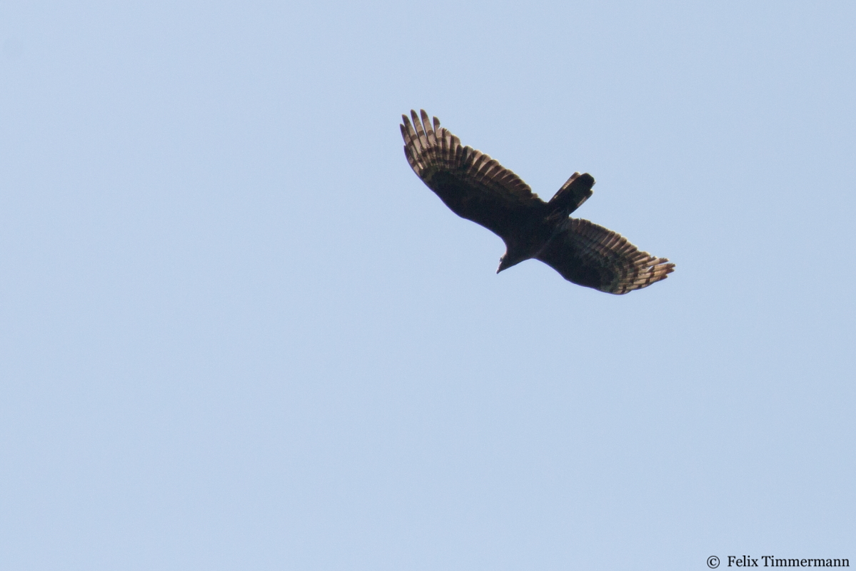 Crested Honey Buzzard