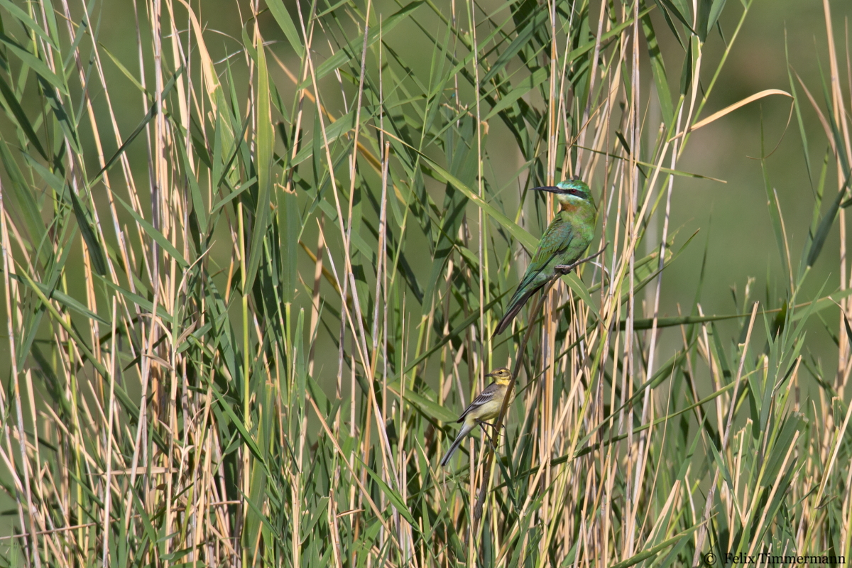 Blue-cheeked Bee-Eater