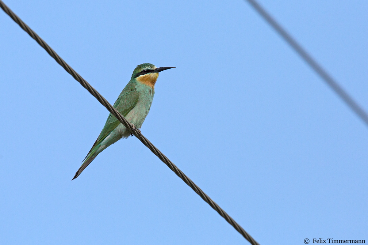 Blue-cheeked Bee-Eater